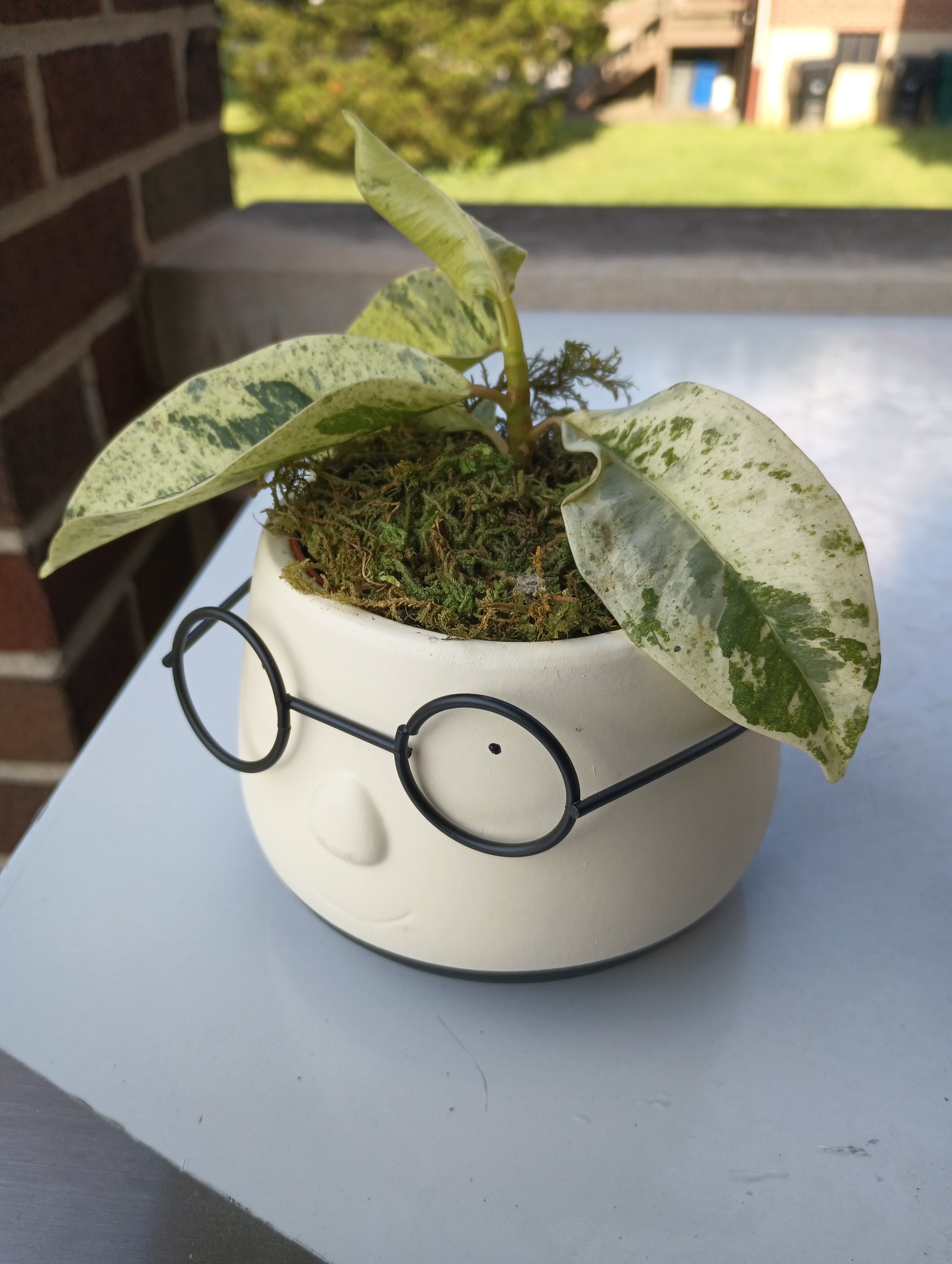 Green plant with speckled leaves in a moss-filled pot with a smiling face and glasses