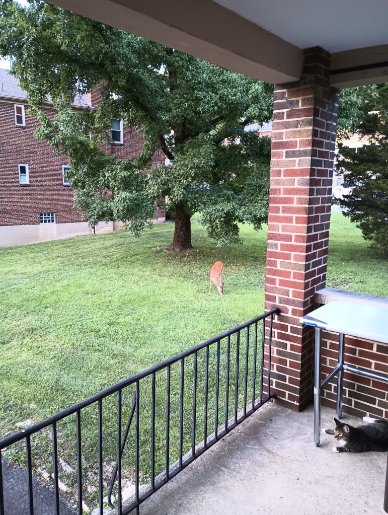View from balcony featuring a doe grazing in front of the large tree. In the foreground, the cat appears to be having an existential crisis. He may never have seen a deer before.