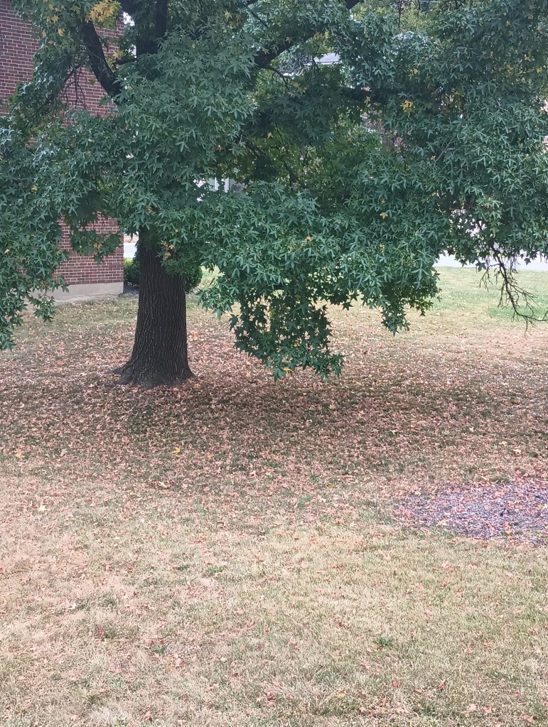 A tree is resisting the fall color change, remaining mostly green. On the ground, dead leaves are scattered across dying grass.